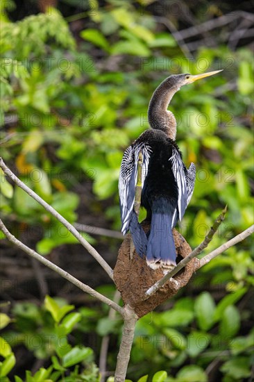 American darter (Anhinga anhinga) Pantanal Brazil