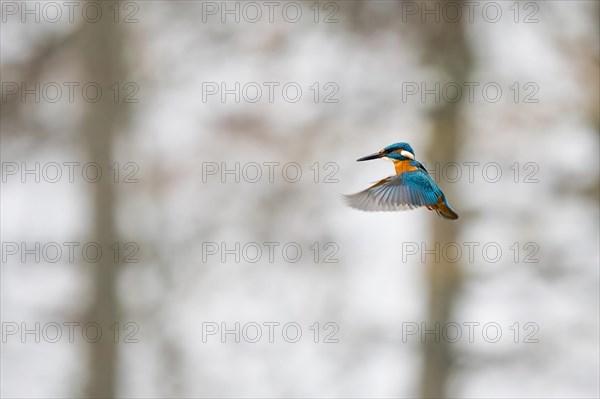 Common kingfisher (Alcedo atthis), flying, shaking flight, Hesse, Germany, Europe