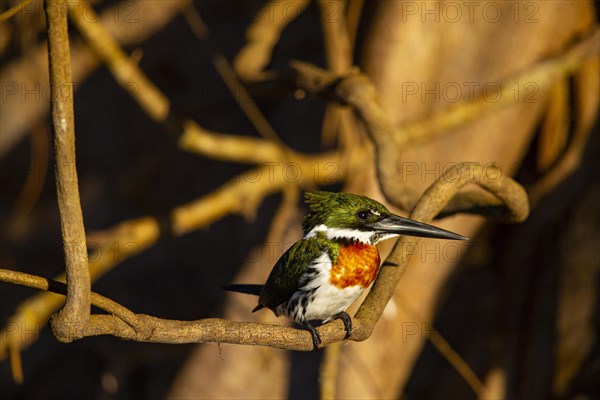 Amazon kingfisher (Chloroceryle amazona) Pantanal Brazil