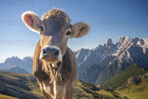 Cattle looking into camera, frontal, portrait, mountains behind, summer, Sesto Dolomites, South Tyrol, Italy, Europe