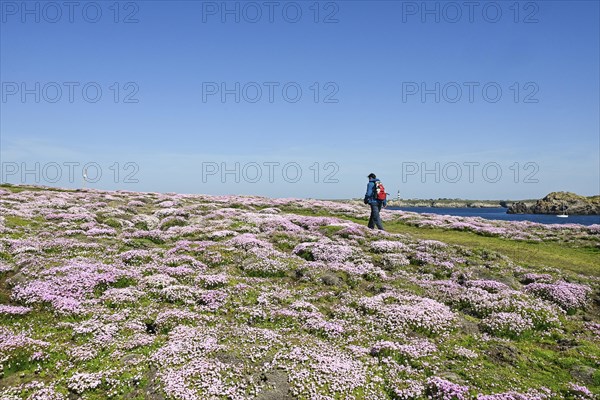 Coastal footpath in the carpet of flowers, Ouessant Island, Finistere, Brittany, France, Europe
