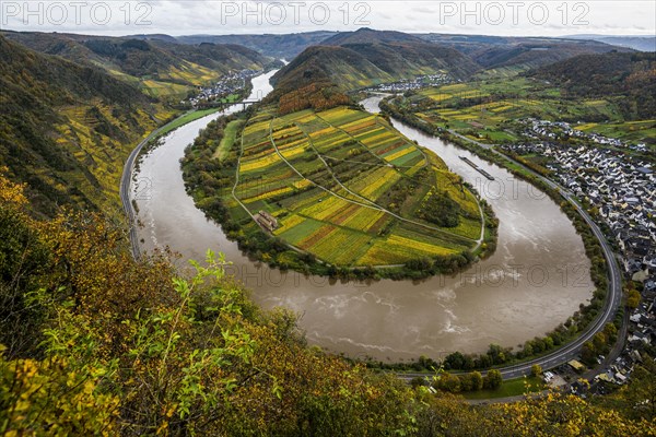 Vineyards and Moselle bend in autumn colours, Bremm, Moselle, Rhineland-Palatinate, Germany, Europe