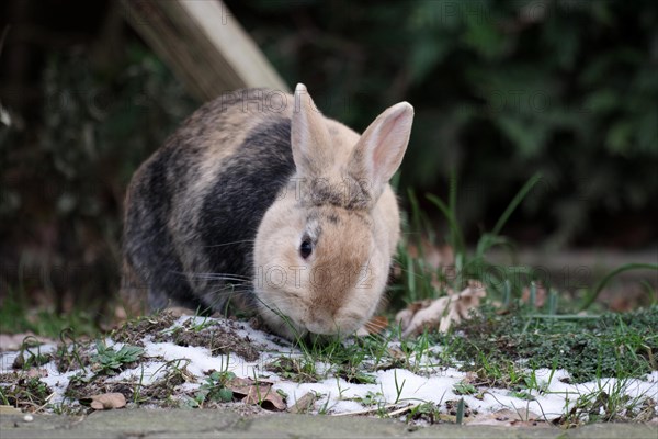 Bunny (Oryctolagus cuniculus domesticus), pet, outdoors, snow, grass, Easter, A brown rabbit sits on the frozen ground in the garden