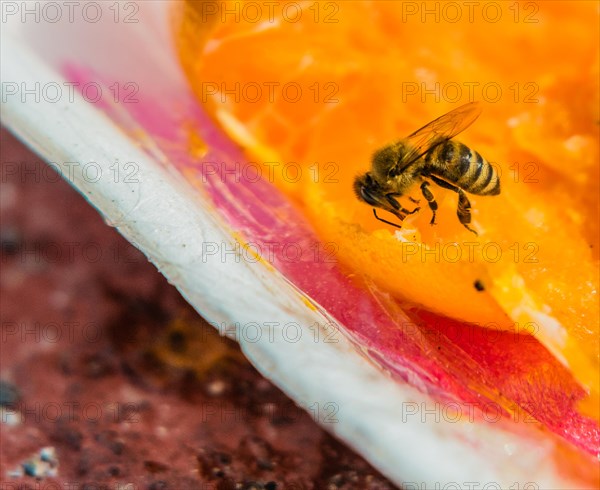 Bubble bee extracting nectar from a discarded orange in a styrofoam container