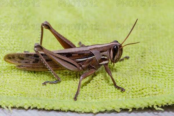 Closeup of brown grasshopper resting on green microfiber clothe