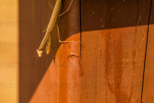 Pray mantis on brown fence post looking at camera