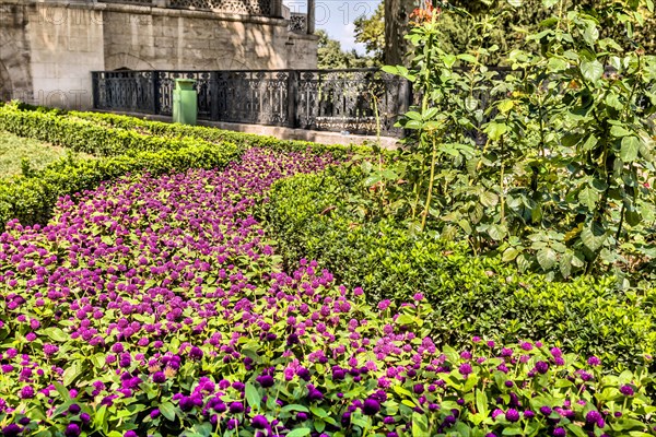 Bed of maroon globe amaranth flowers between hedge rows in garden in Istanbul, Turkiye