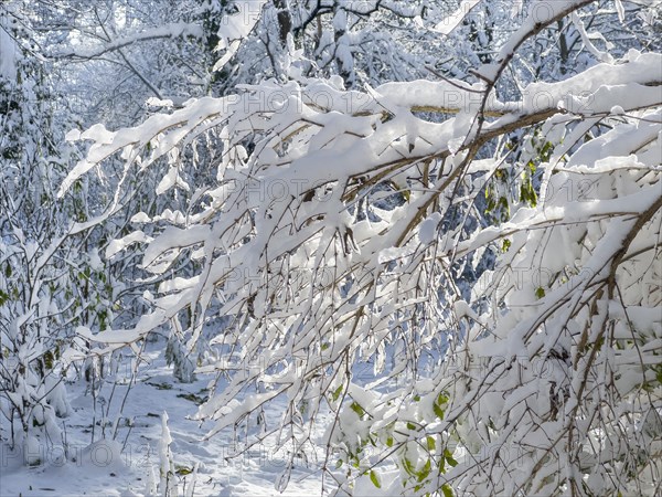 Winter impression, English Garden, Munich, Bavaria, Germany, Europe