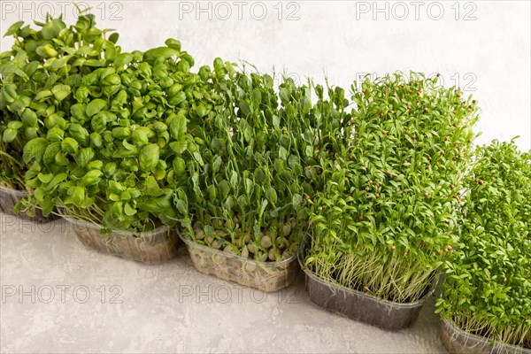 Set of boxes with microgreen sprouts of green basil, pea, cilantro, sunflower, watercress on gray concrete background. Side view, copy space