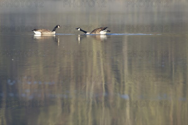 Canada goose (Branta canadensis) two adult birds interacting on a lake, Suffolk, England, United Kingdom, Europe