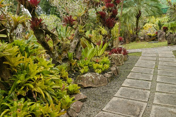 Orchid and bromeliad flower beds in botanical garden, selective focus, copy space, malaysia, Kuching orchid park