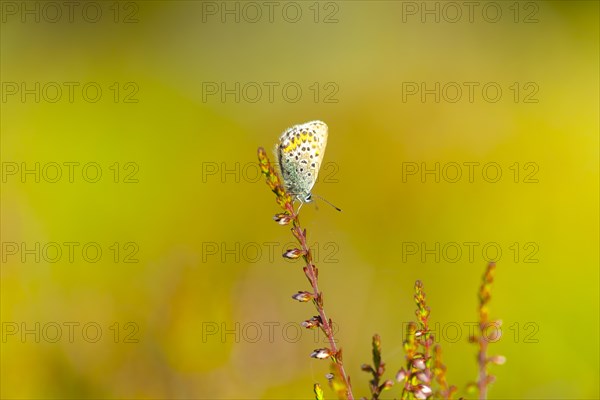 Silver-studded blue (Plebejus argus), close-up, nature photograph, Norway, Tinn, Vestfold, Europe