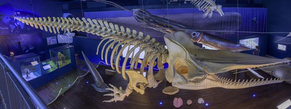 Sperm whale skeleton in the Waloseum, museum in Norddeich, Germany, Europe