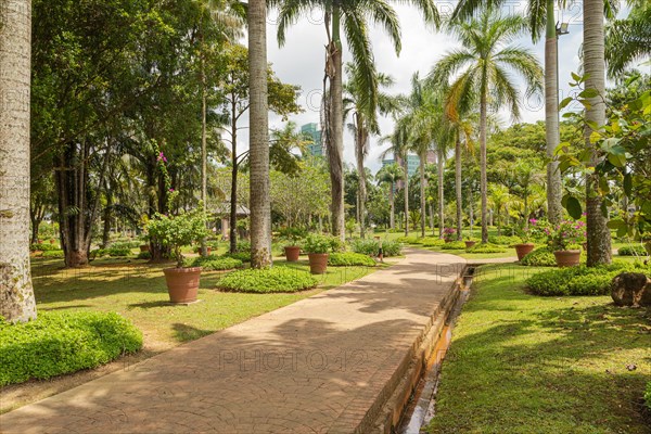 Palm collection in city park in Kuching, Malaysia, tropical garden with large trees and lawns, gardening, landscape design. Daytime with cloudy blue sky, Asia