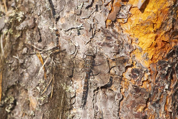 Zigzag Darner (Aeshna sitchensis) sitting on a spruce, dragonfly, close-up, nature photograph, Tinn, Vestfold, Norway, Europe