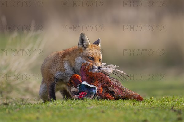 Red fox (Vulpes vulpes) adult animal carrying a dead Common Pheasant (Phasianus colchicus), Bedfordshire, England, United Kingdom, Europe