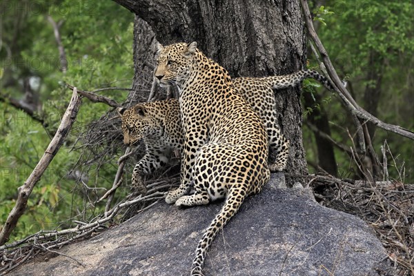 Leopard (Panthera pardus), adult with young, observed, alert, sitting, on rocks, Sabi Sand Game Reserve, Kruger NP, Kruger National Park, South Africa, Africa