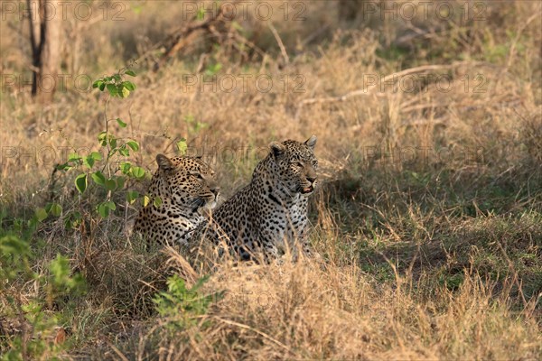 Leopard (Panthera pardus), adult, pair, alert, Sabi Sand Game Reserve, Kruger NP, Kruger National Park, South Africa, Africa