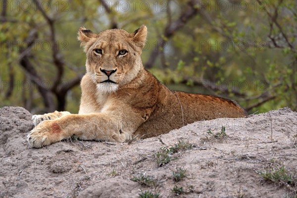 Lion (Panthera leo), adult, female, alert, sitting on rocks, Sabi Sand Game Reserve, Kruger National Park, Kruger National Park, South Africa, Africa