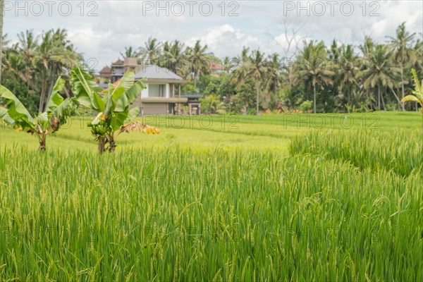 Rice fields in countryside, Ubud, Bali, Indonesia, green grass, large trees, jungle and cloudy sky. Travel, tropical, agriculture, Asia