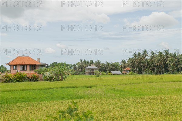 Rice fields with house in countryside, Ubud, Bali, Indonesia, green grass, large trees, jungle and cloudy sky. Travel, tropical, agriculture, Asia