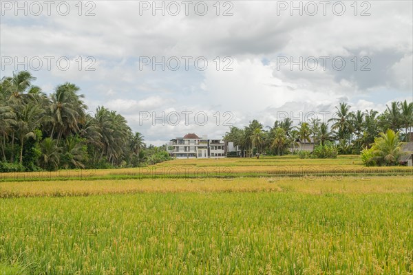 Rice fields in countryside, Ubud, Bali, Indonesia, green grass, large trees, jungle and cloudy sky. Travel, tropical, agriculture, Asia