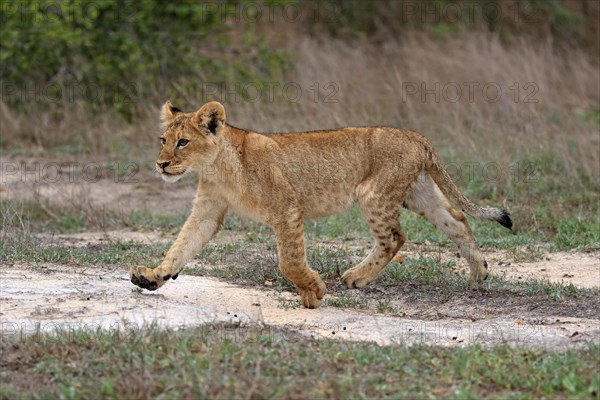 Lion (Panthera leo), young, stalking, running, alert, Sabi Sand Game Reserve, Kruger National Park, Kruger National Park, South Africa, Africa