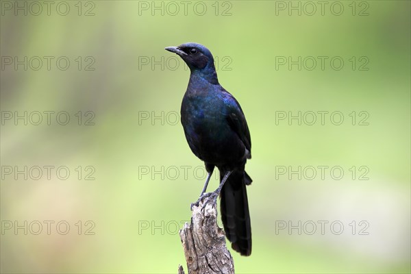 Meves' Glossy Starling, Lamprotornis mevesii, adult, in perch, Kruger National Park, South Africa, Africa
