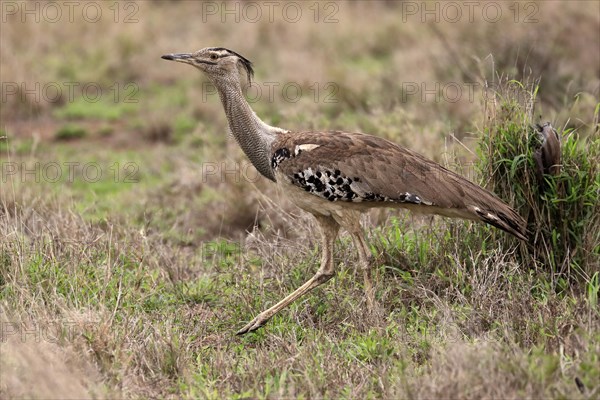 Kori bustard (Ardeotis kori), adult, running, foraging, vigilant, Kruger National Park, Kruger National Park, South Africa, Africa