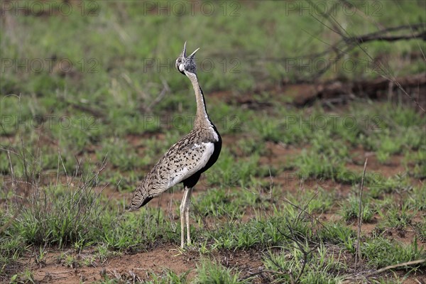 Red-crested Bustard, (Lophotis ruficrista), adult, calling, Kruger National Park, Kruger National Park, South Africa, Africa