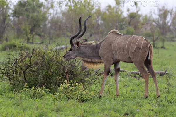 Greater Kudu, zambezi greater kudu (Strepsiceros zambesiensis), adult, male, foraging, feeding, Kruger National Park, Kruger National Park, South Africa, Africa