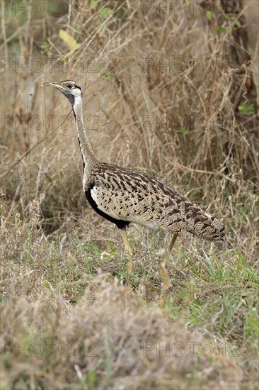 Black-bellied bustard (Lissotis melanogaster), adult, male, foraging, alert, Sabi Sand Game Reserve, Kruger National Park, Kruger National Park, South Africa, Africa