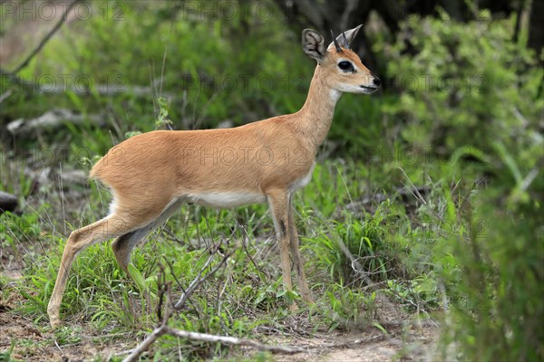 Steenbok (Raphicerus campestris), adult, male, foraging, vigilant, dwarf antelope, Kruger National Park, Kruger National Park, South Africa, Africa