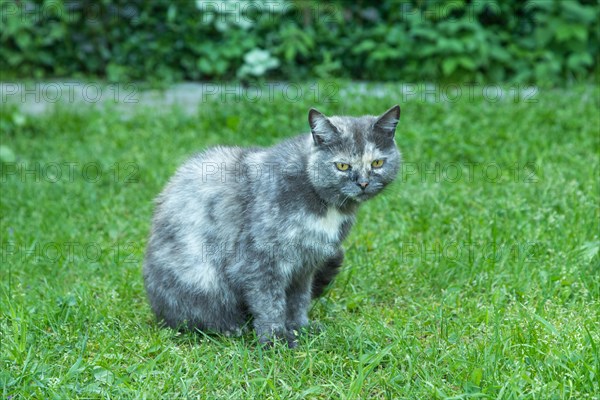 Gray spotted cat with green eyes sits in the bushes and watches against a background of green leaves