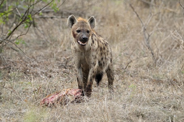 Spotted hyena (Crocuta crocuta), adult, with prey, Sabi Sand Game Reserve, Kruger National Park, Kruger National Park, South Africa, Africa