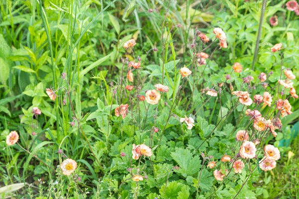 Beautiful Avens or geum orange flowers in the garden, selective focus