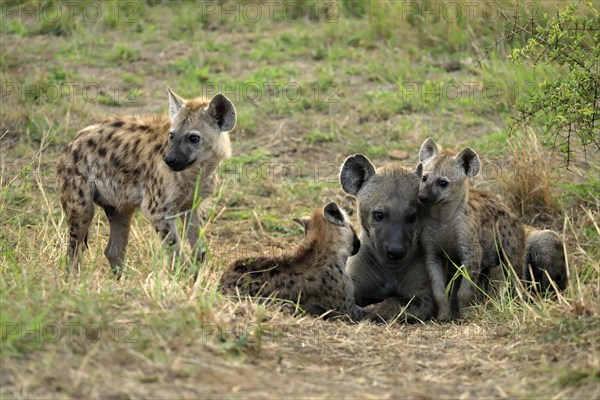 Spotted hyena (Crocuta crocuta), adult, young, mother with young, at the den, social behaviour, Kruger National Park, Kruger National Park, South Africa, Africa