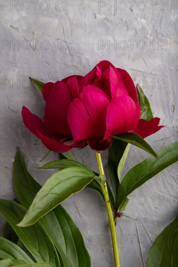 Beautiful peony pink flowers on gray concrete background, flat lay, top view, copy space