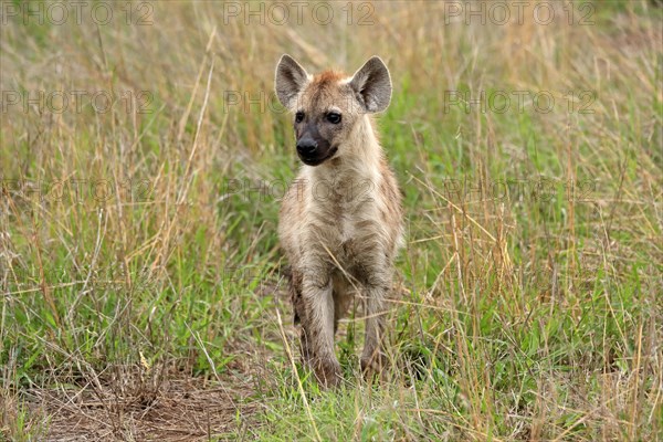 Spotted hyena (Crocuta crocuta), half-grown juvenile, alert, Kruger National Park, Kruger National Park, South Africa, Africa