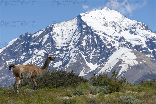 Guanaco (Llama guanicoe), Huanako, Torres del Paine National Park, Patagonia, End of the World, Chile, South America