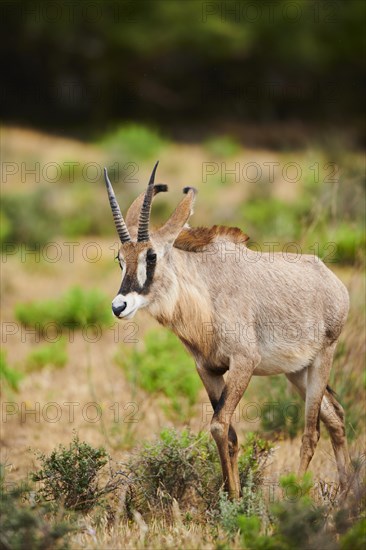 Roan Antelope (Hippotragus equinus) in the dessert, captive, distribution Africa