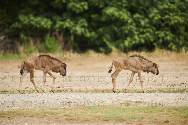 Blue wildebeest (Connochaetes taurinus) youngsters in the dessert, captive, distribution Africa