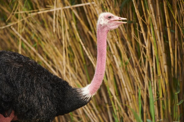 Common ostrich (Struthio camelus) male in the dessert, captive, distribution Africa