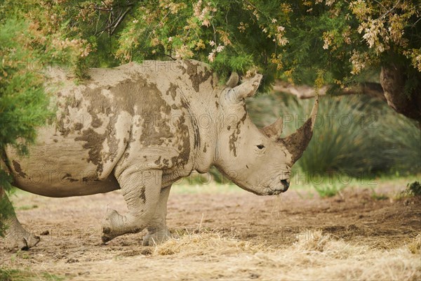 Square-lipped rhinoceros (Ceratotherium simum), walking, captive, distribution Africa