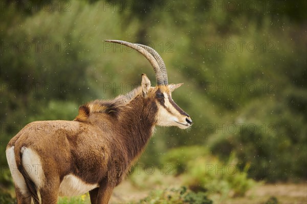 Sable antelope (Hippotragus niger) in the dessert, captive, distribution Africa