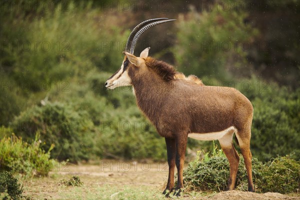 Sable antelope (Hippotragus niger) in the dessert, captive, distribution Africa