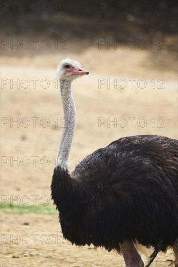 Common ostrich (Struthio camelus) male in the dessert, captive, distribution Africa