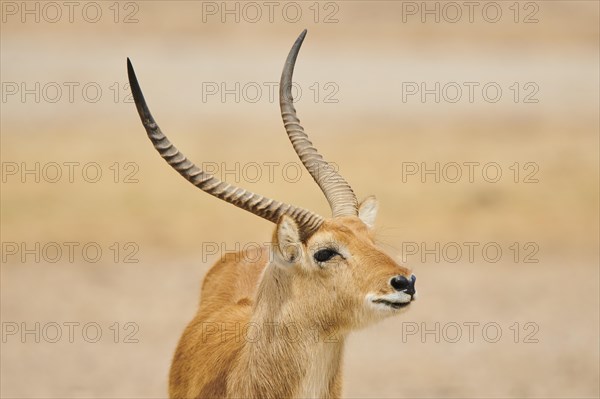 Southern lechwe (Kobus leche) in the dessert, captive, distribution Africa