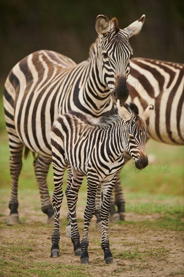 Plains zebra (Equus quagga) mother with foal in the dessert, captive, distribution Africa