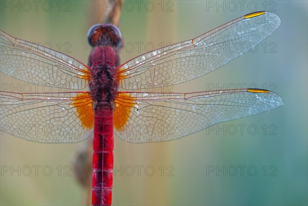 Broad Scarlet (Crocothemis erythraea) male resting in the evening. Bas-Rhin, Alsace, Grand Est, France, Europe